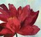 Passionate Flower Poster Print by Asia Jensen - Item # VARPDXJN154A